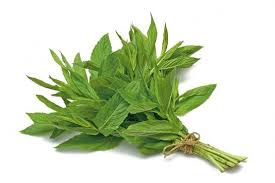 1 Yudumu Karacigeri Yenilemeye Gobegi Dumduz Yapmaya Yetiyor Bilgi Doktoru Herbs Mint Sauce Spearmint Essential Oil