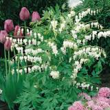 Image result for Dicentra spectabilis alba