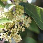 Image result for Gymnosporia buchananii