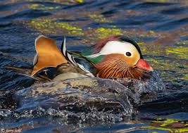 Free for commercial use no attribution required high quality images. Mandarin Duck Aix Galericulata