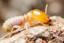 Start your quotes online in seconds or call us today! Did You Know That Most Homeowners Insurance Policies Will Not Cover Termite Damage Russell S Pest Control