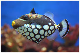 Maybe you would like to learn more about one of these? Living Oceans Exotic Salt Water Fish Aquariums Corals