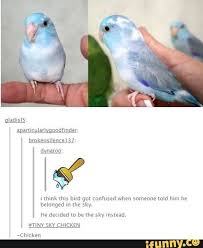 Aparticularlygoodfinder Brokensilence1 37 Lynaroo Iv Think This Bird Got Confused When Someone Told Him He Belonged In The Sky He Decided To Be The Sky Inste Cute Funny Animals Funny Animals