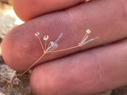 Image result for Hypertelis umbellata