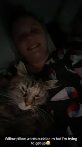 Lost 2-year-old longhair maincoon in Ofallon, microchipped