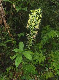 Image result for Habenaria walleri