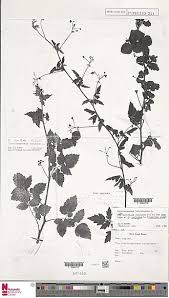 Image result for Cardiospermum corindum