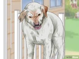 I can't seem to find a command to reset the truck in the controls menu. How To Get Your Two Dogs To Stop Fighting With Pictures