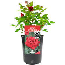 Contemporary/modern gifts for your 40th anniversary can also include rubies in some shape or form. Ruby Wedding Rose 40th Wedding Anniversary Rose Bush Red Roses