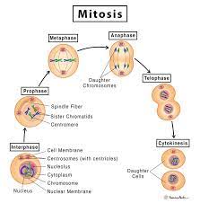 Mitosis Definition Stages Purpose With Diagram Mitosis Nuclear Membrane Cell Membrane