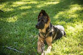 German shepherds are known for their mighty, courageous personality and slightly intimidating yet protective nature. German Shepherd Rescue And Adoption Pethelpful