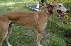 Greyhound Crossroads How To Know If Your Greyhound Is At