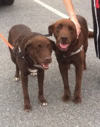 Check spelling or type a new query. 41 Rescue Fur Babies Ready For Fur Ever Homes Ideas Fur Babies Baby Ready Animals