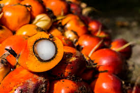 The future of palm oil