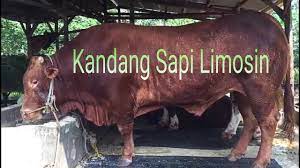 Kandang sapi mas ridho halo sahabat peternak sapi di manapun berada. Kandang Sapi Limosin Youtube