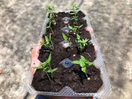 640x640 anak pokok cili padi bara shopee malaysia. Anak Pokok Cili Padi Selepas Nacqris Backyard Garden Facebook