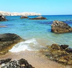 Image result for Thamnosma rhodesica