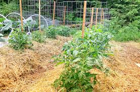 Still going strong after 7 years of use, these diy wood tomato cages are easy to build and provide a very beautiful and functional, sturdy support for garden tomatoes! How To Trellis Tomatoes For Maximum Yield Eartheasy Guides Articles Eartheasy Guides Articles