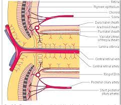 This Website Is Currently Unavailable Nerve Anatomy Eye Health Medical School Studying