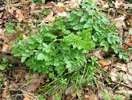 Image result for Oenanthe