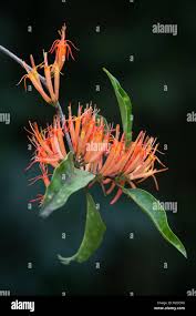 Image result for Loranthaceae