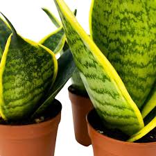 Image result for Sansevieria trifasciata