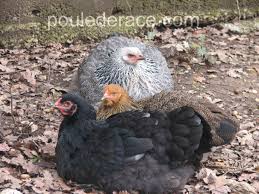 La Poule Brahma In 1956 brahma began the production of burner spare parts in legnago, verona. la poule brahma