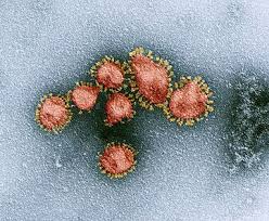 Pin On Electron Microscopy