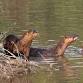 Hike with Jeff Vogelpohl (The Otter Whisperer)