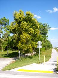 Image result for Acacia auriculiformis