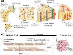 One common treatment is rodding surgery, where a metal rod is inserted into a long bone to strengthen and prevent deformity. 35 Drag The Correct Label To The Appropriate Location To Identify The Parts Of An Osteon Labels Design Ideas 2020