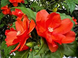 Image result for Pereskia