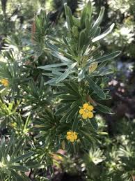 Image result for Suriana