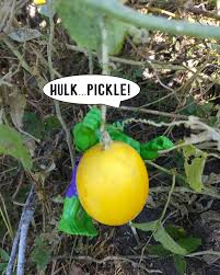 Image result for Citrullus lanatus