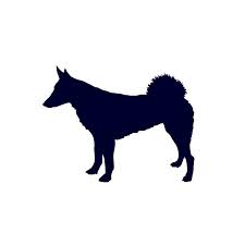 Image result for západosibiřská lajka