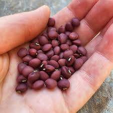 Image result for Vigna unguiculata