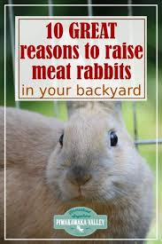 Rabbits are an excellent source of protein, but to gain the best benefit you need to know how to butcher a rabbit for have you ever considered raising rabbits for meat? 10 Reasons To Raise Backyard Meat Rabbits In 2020 Meat Rabbits Rabbit Raising Rabbits For Meat