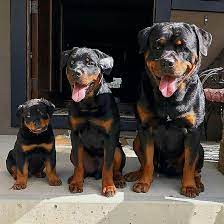 Rottweiler Dog Rottweiler Dog Rottweiler Dog Lovers