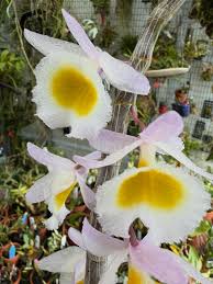 Image result for Elaphoglossum kivuense