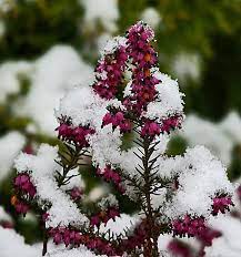 Heather What To Grow In Winter Plants Perfect For Winter Gardening Winter Plants Heather Flower Winter Garden