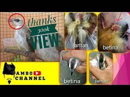 Trucuk jantan juga perbedaan anakan trucukan jantan dan betina dan ciri ciri anakan trucukan jantan semoga bermanfaat. Akurat Cara Membedakan Burung Trucuk Trocok Jantan Dan Betina