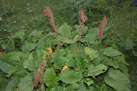 Image result for Rumex ruwenzoriensis