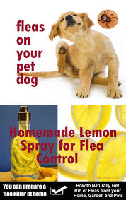Home Remedies Care 33 Home Remedies Keep Fleas Away From Your Dog Dog Flea Remedies Dog Flea Treatment Flea Remedies