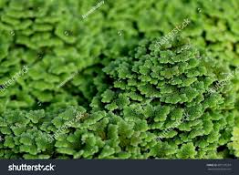 Image result for Azolla pinnata