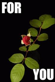 صور صباح ومساء أجمل صور صباح الخير ومساء الخير 2018 صور مكتوب عليها أجمل العبارات good morning gif good morning flowers beautiful gif