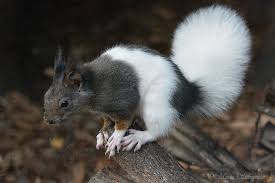 Sleeping Habits Of The Squirrels And Their Common Nests Anifa Blog Animals Beautiful Animals Squirrel