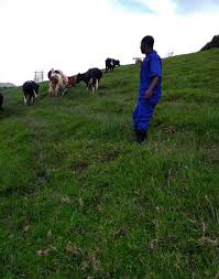 Image result for Englerina schubotziana