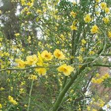 Image result for Parkinsonia africana
