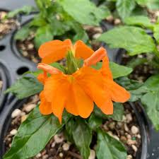 Image result for Crossandra
