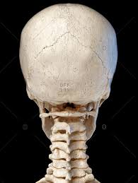 It lies at the base of the mandible (approximately c3), where it acts as a site of attachment for the anterior neck muscles. Neck Bones Stock Photos Offset